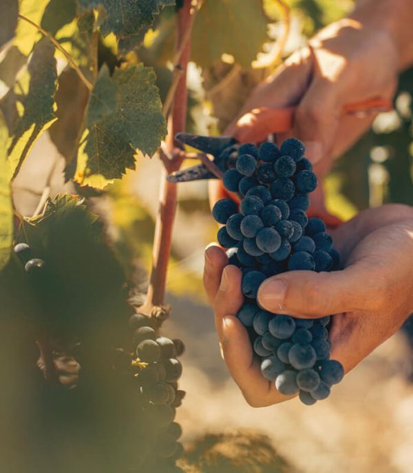Couper la vigne avec un sécateur