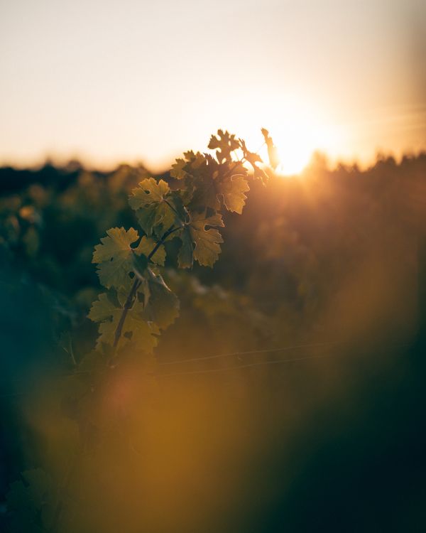 La vigne ensoleillée
