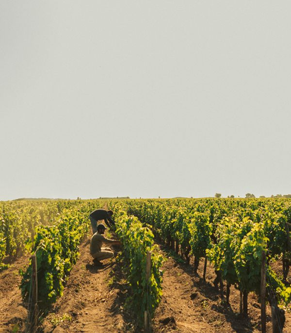 print_rauzan-june-25_87-portrait-web-1