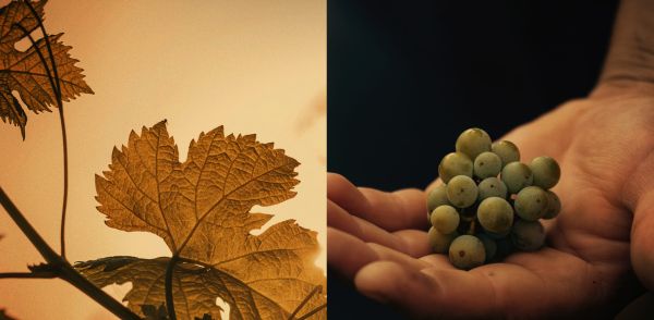 La vigne et la feuille de vigne