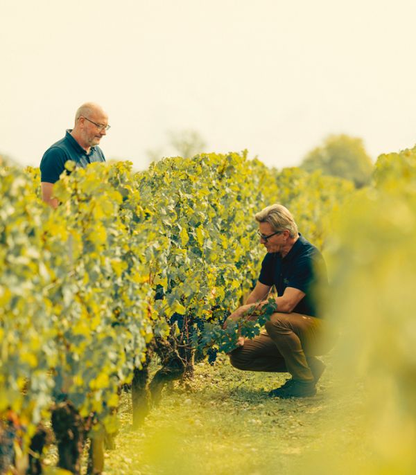 rauzan-primeur-25-vendanges-didier-francois
