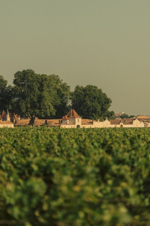 vineyard-rauzan-segla-2025-vintage-credits-erea-azurmendi-and-federico-reparaz